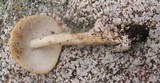 Amanita subnudipes image