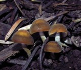 Panaeolus reticulatus image