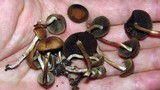 Panaeolus reticulatus image