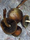 Panaeolus reticulatus image