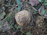 Scleroderma polyrhizum image