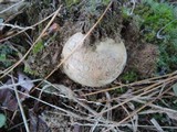 Scleroderma polyrhizum image