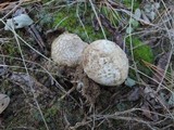 Scleroderma polyrhizum image