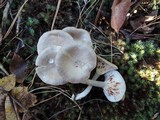 Cantharellula umbonata image