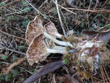 Cantharellula umbonata image
