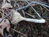 Cantharellula umbonata image