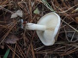 Pholiota lenta image
