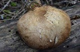 Tapinella atrotomentosa image