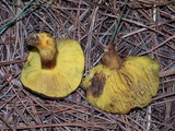 Phylloporus arenicola image