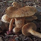 Chroogomphus tomentosus image