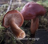 Lactarius rufus image