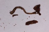 Tricholosporum porphyrophyllum image