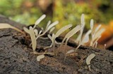 Typhula sclerotioides image