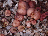 Gymnopilus thiersii image
