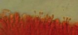 Typhula sclerotioides image