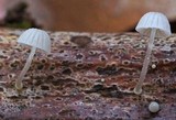 Mycena adscendens image