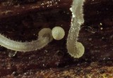 Mycena adscendens image