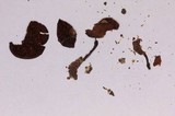 Tricholosporum porphyrophyllum image