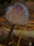 Spinellus fusiger image