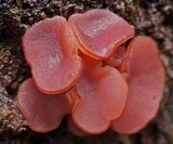 Ascocoryne sarcoides image
