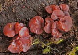 Ascocoryne sarcoides image