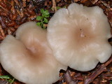 Clitocybe fragrans image