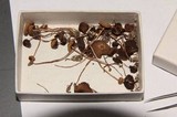 Psilocybe armandii image