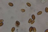 Psilocybe armandii image