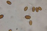 Psilocybe armandii image