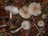 Clitocybe fragrans image