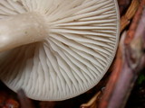 Clitocybe fragrans image
