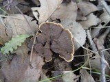 Coltricia perennis image
