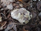 Tricholoma portentosum image