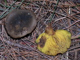 Phylloporus arenicola image