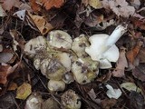 Tricholoma portentosum image