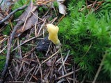 Neolecta irregularis image