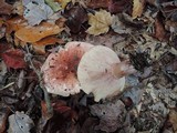 Hygrophorus russula image