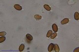 Psilocybe armandii image