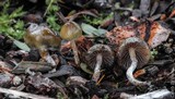 Psilocybe baeocystis image
