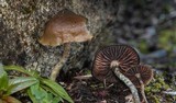 Psilocybe baeocystis image