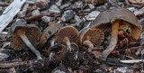Psilocybe baeocystis image