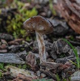 Psilocybe baeocystis image