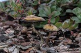 Psilocybe baeocystis image