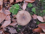Lyophyllum luteogriseascens image