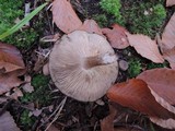 Lyophyllum luteogriseascens image