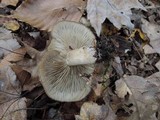 Lyophyllum luteogriseascens image