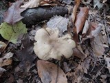 Lyophyllum luteogriseascens image