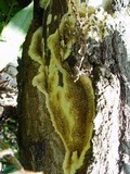 Coniophora puteana image