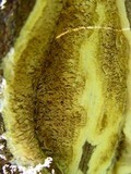Coniophora puteana image