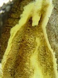 Coniophora puteana image